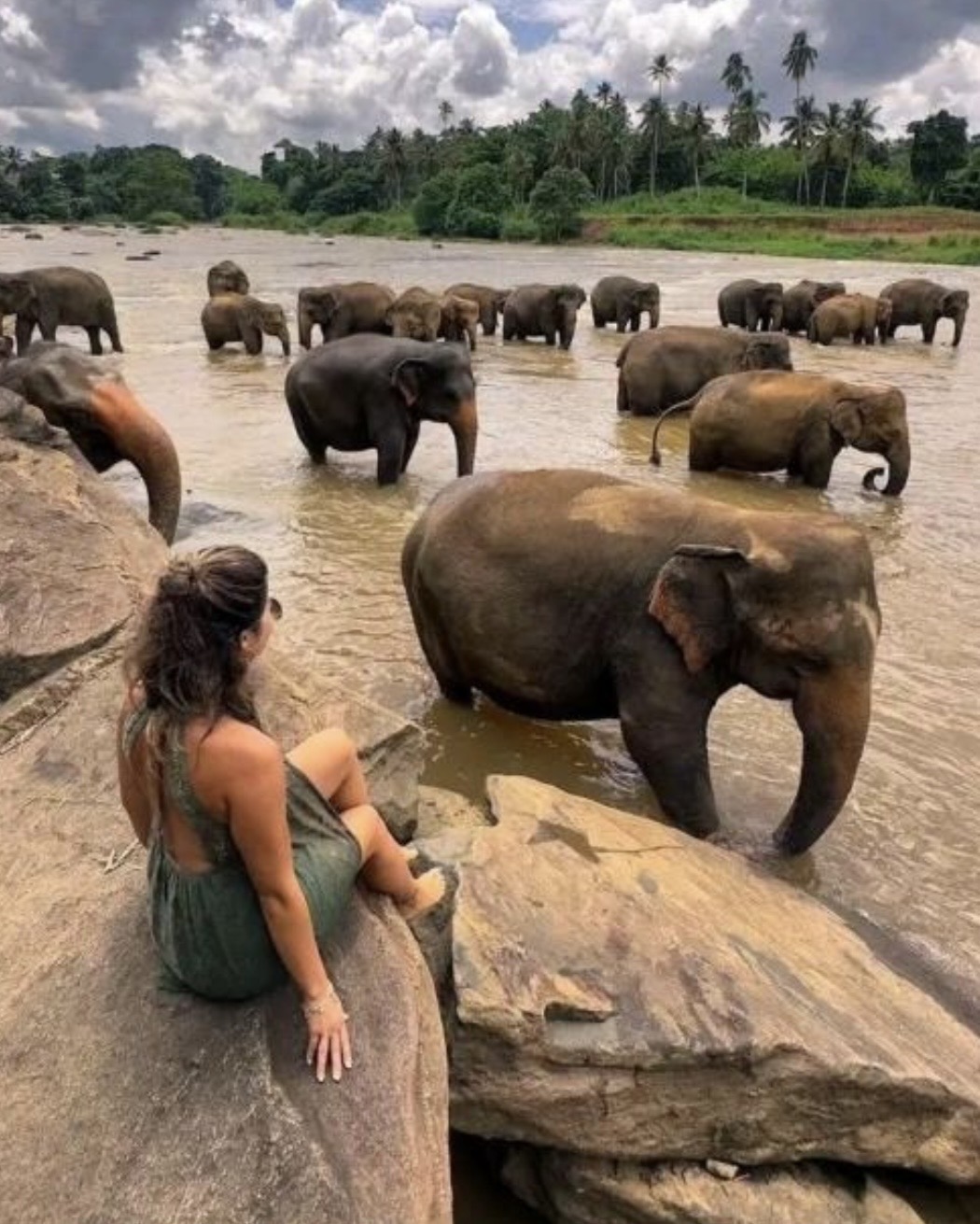 Elefantes en el río